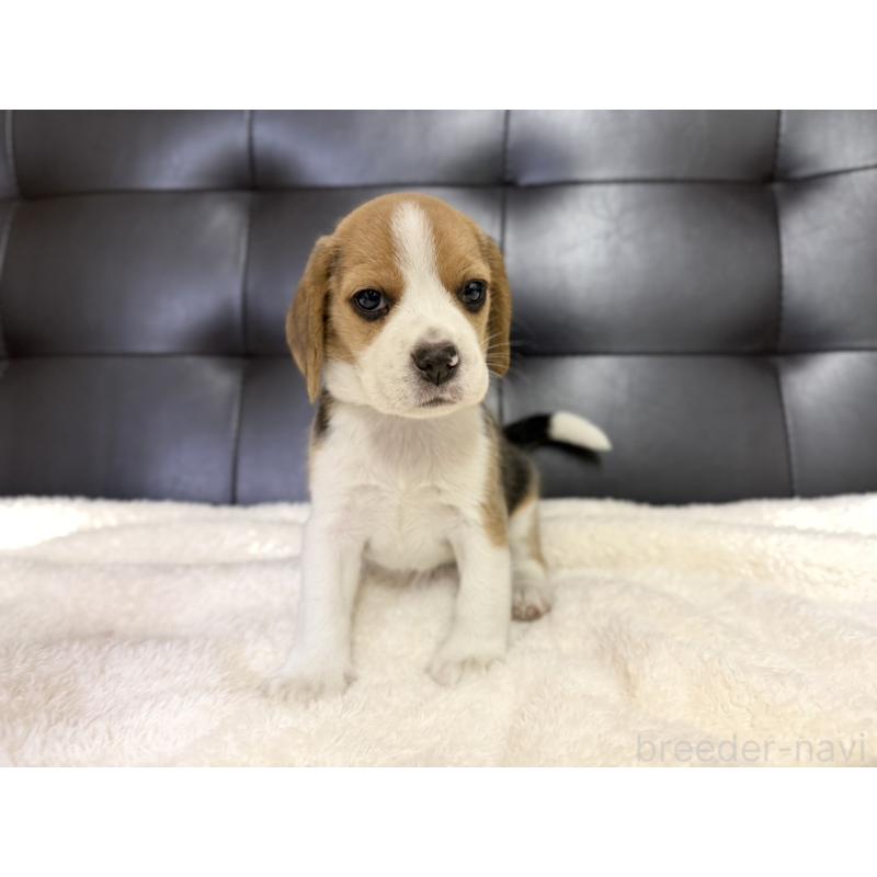 販売中の愛知県のビーグル-427752の3枚目