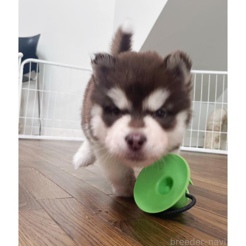 販売中の東京都のアラスカンマラミュート-426577の4枚目