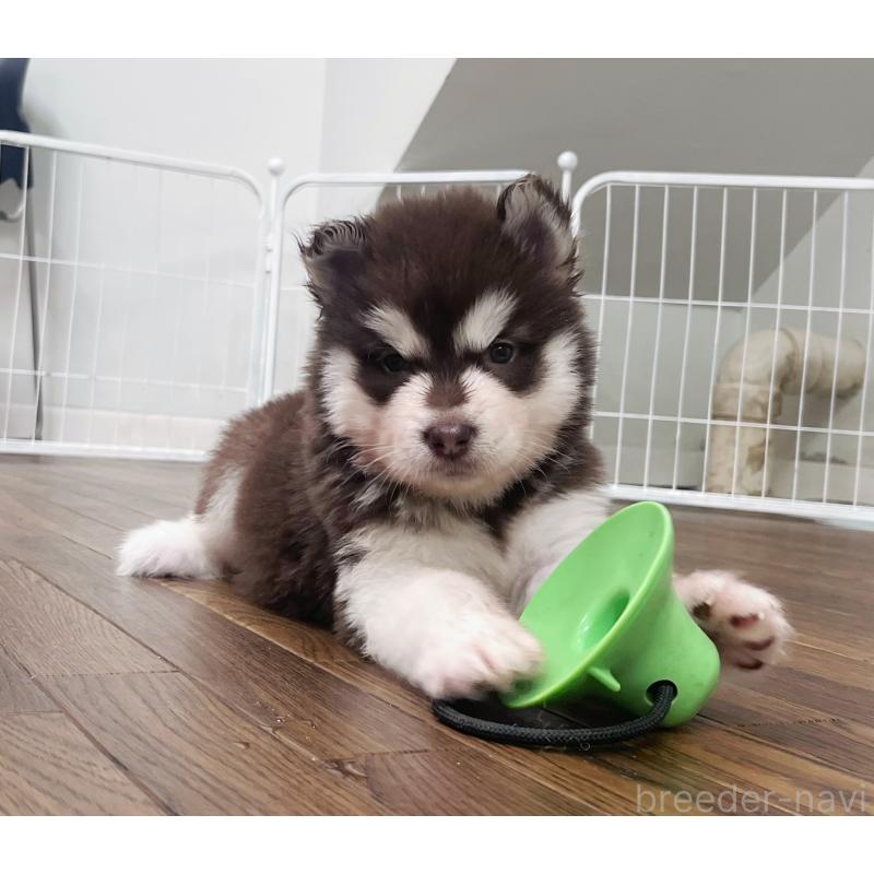 販売中の東京都のアラスカンマラミュート-426577の3枚目