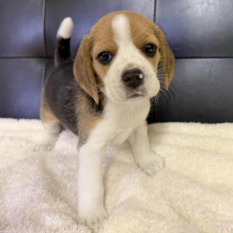 販売中の愛知県のビーグル-427752