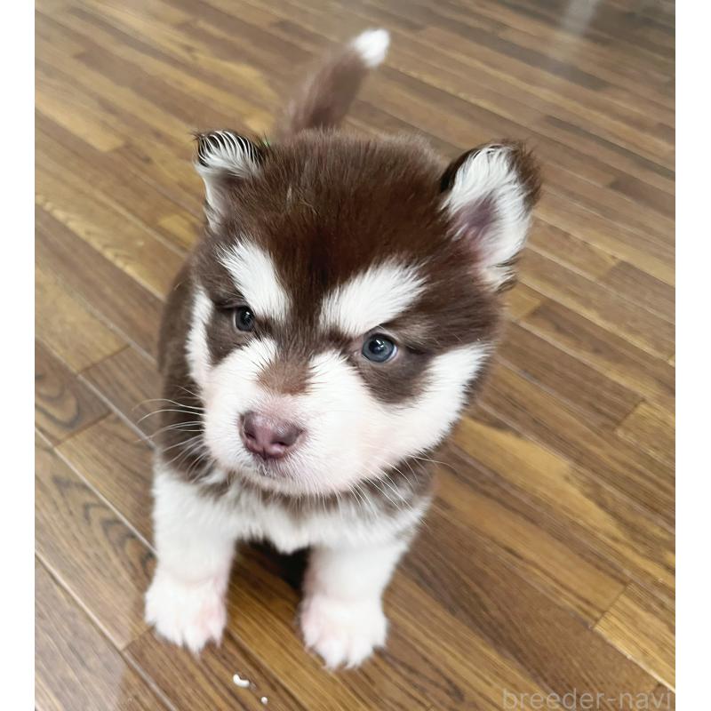 販売中の東京都のアラスカンマラミュート-426577の2枚目