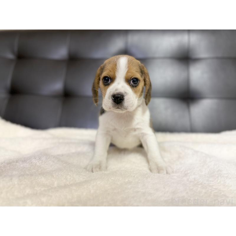 販売中の愛知県のビーグル-427753の6枚目