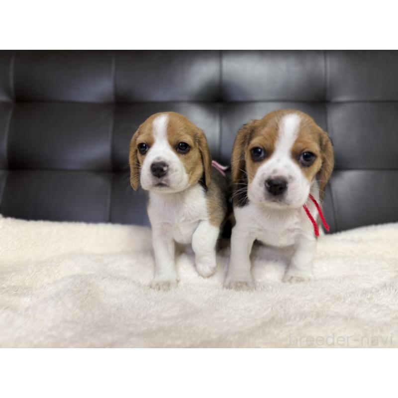 販売中の愛知県のビーグル-427753の5枚目