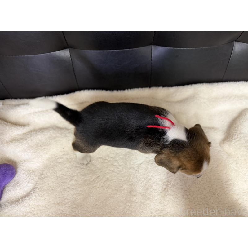 販売中の愛知県のビーグル-427753の3枚目