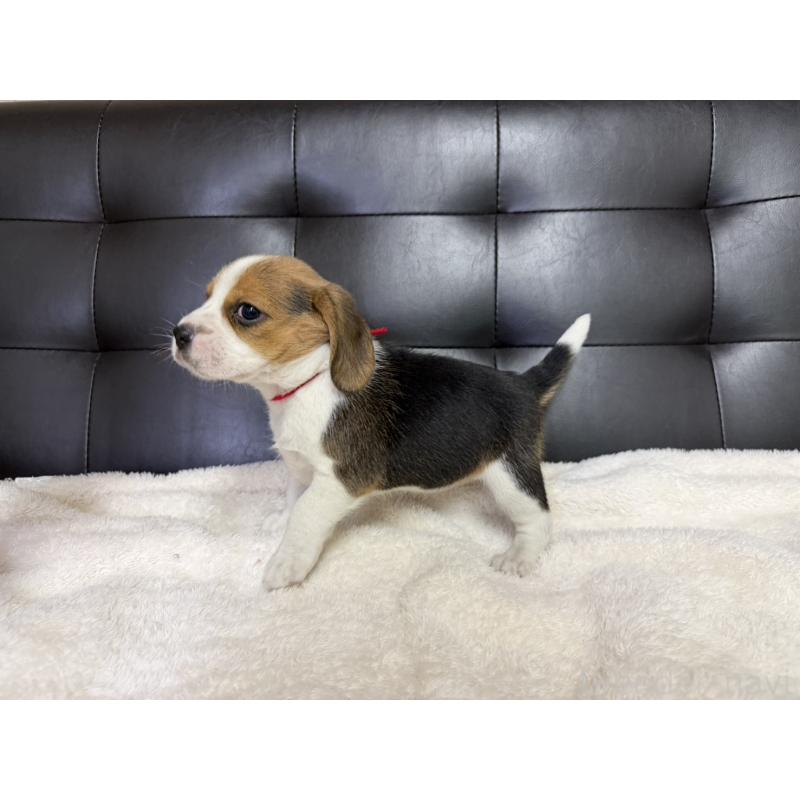 販売中の愛知県のビーグル-427753の2枚目