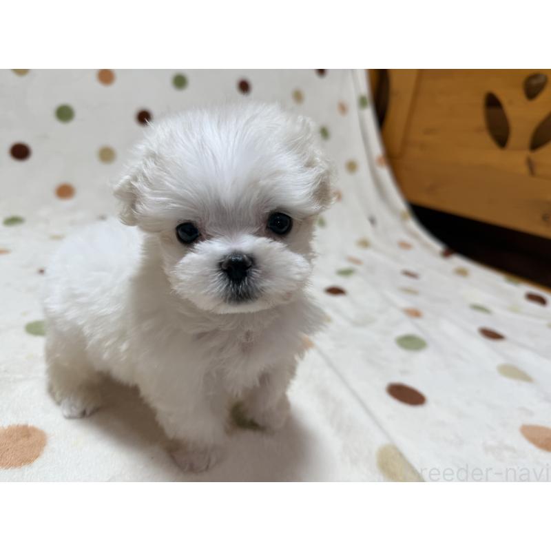 販売中の岐阜県のマルチーズ-427754の6枚目