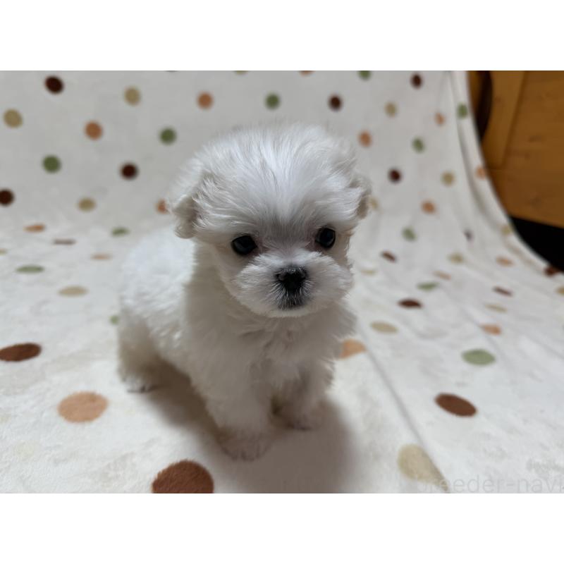 販売中の岐阜県のマルチーズ-427754の5枚目