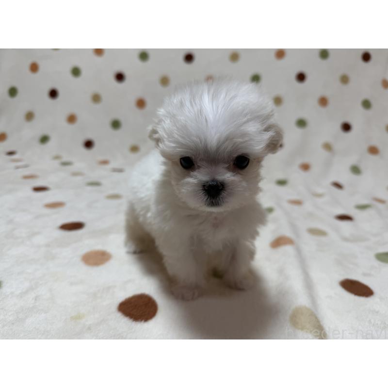 販売中の岐阜県のマルチーズ-427754の4枚目