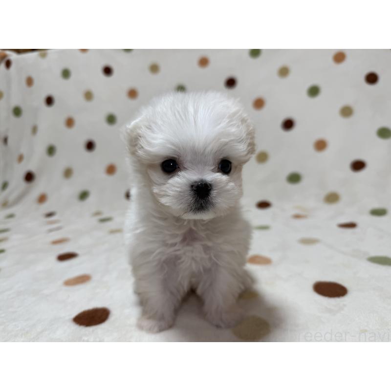 販売中の岐阜県のマルチーズ-427754の3枚目