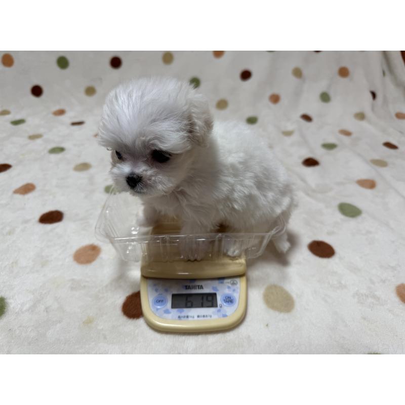 販売中の岐阜県のマルチーズ-427754の2枚目