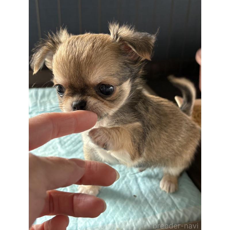 販売中の大阪府のチワワ(ロングコート)-427755の15枚目