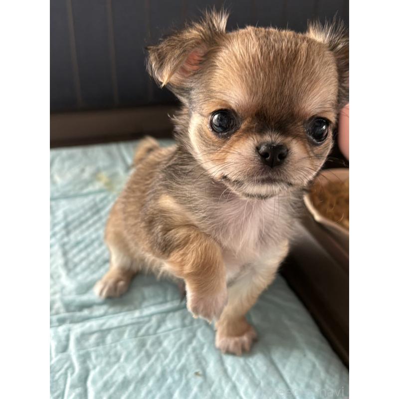 販売中の大阪府のチワワ(ロングコート)-427755の14枚目