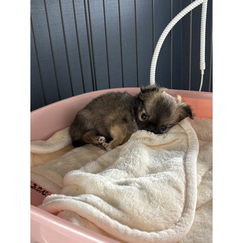 販売中の大阪府のチワワ(ロングコート)-427755の13枚目