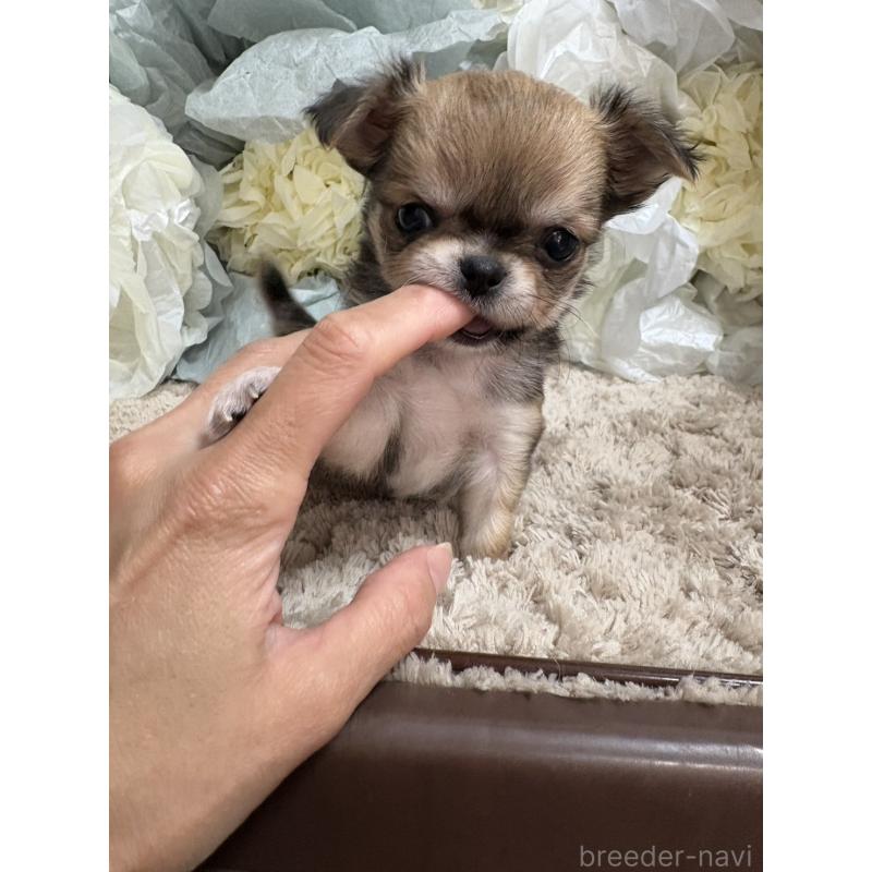 販売中の大阪府のチワワ(ロングコート)-427755の12枚目