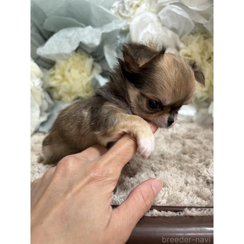 販売中の大阪府のチワワ(ロングコート)-427755の11枚目