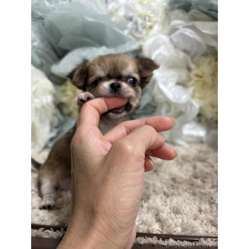 販売中の大阪府のチワワ(ロングコート)-427755の10枚目