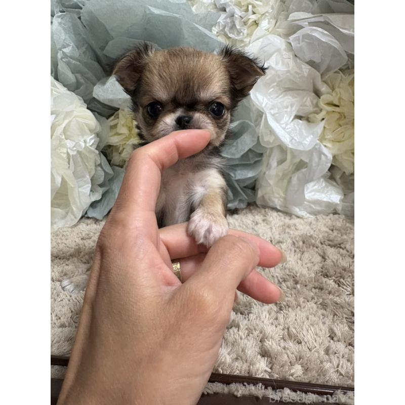 販売中の大阪府のチワワ(ロングコート)-427755の9枚目