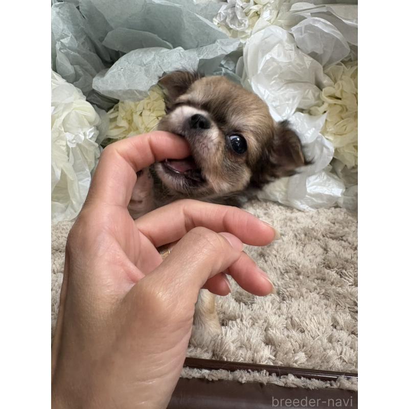 販売中の大阪府のチワワ(ロングコート)-427755の8枚目