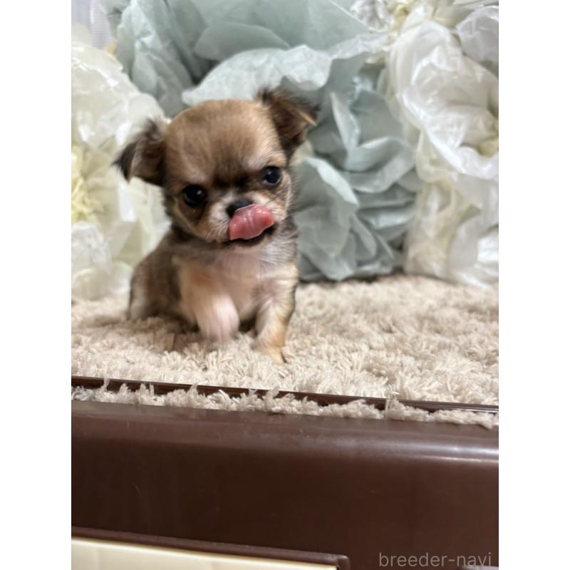 販売中の大阪府のチワワ(ロングコート)-427755の7枚目