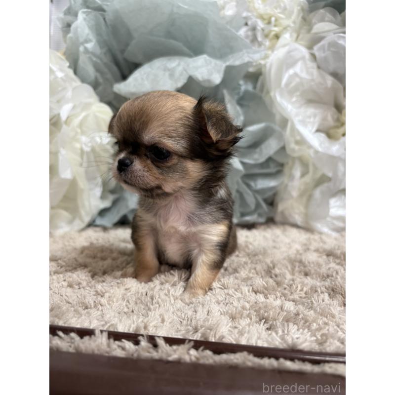 販売中の大阪府のチワワ(ロングコート)-427755の6枚目