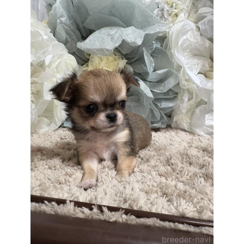 販売中の大阪府のチワワ(ロングコート)-427755の5枚目