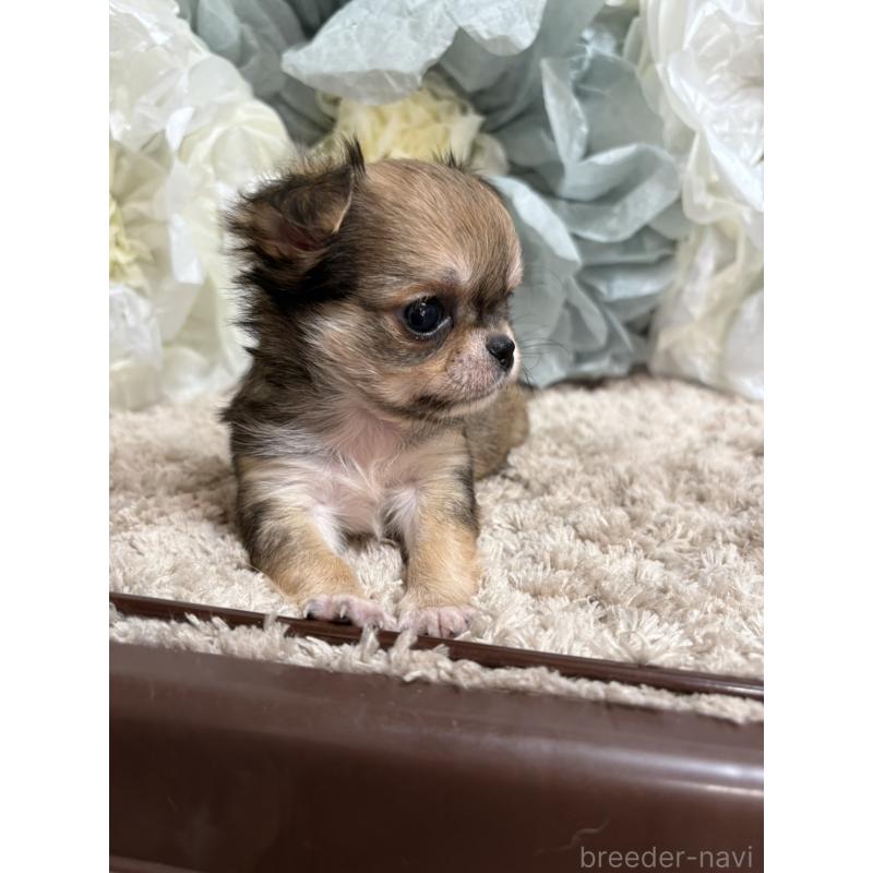 販売中の大阪府のチワワ(ロングコート)-427755の4枚目