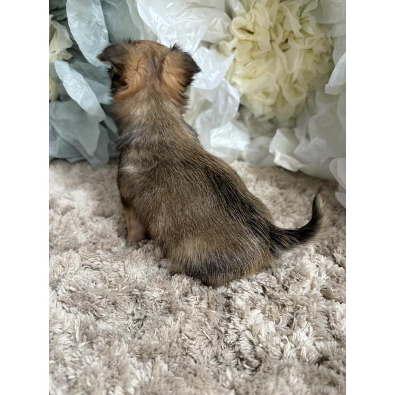 販売中の大阪府のチワワ(ロングコート)-427755の3枚目