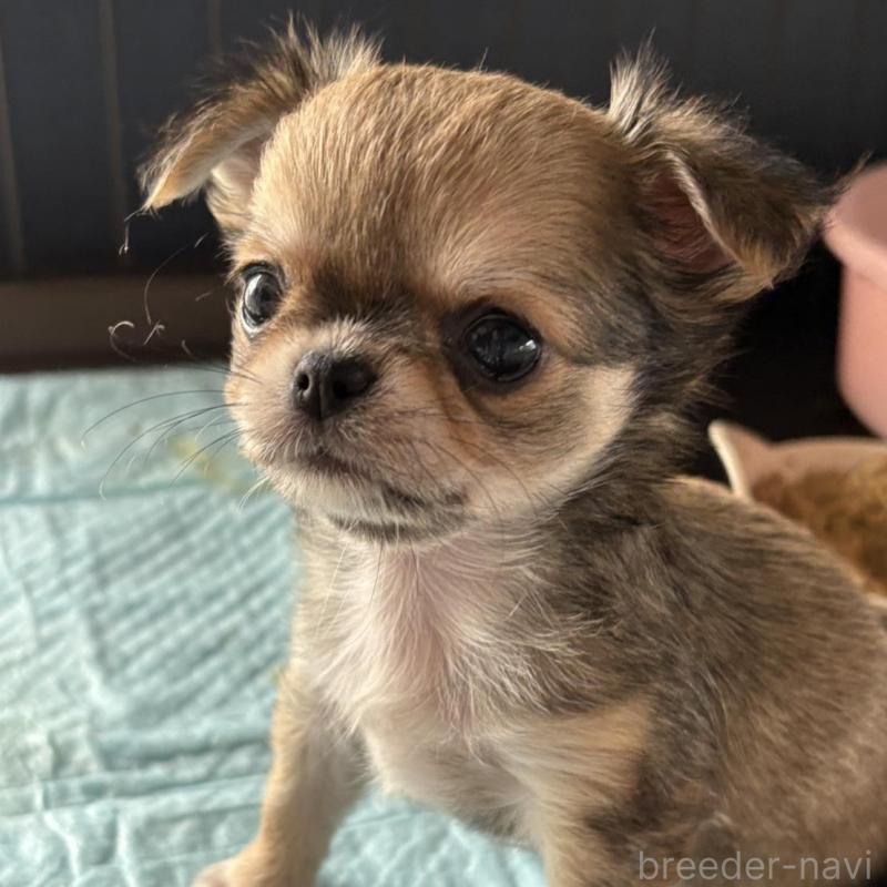 販売中の大阪府のチワワ(ロングコート)-427755