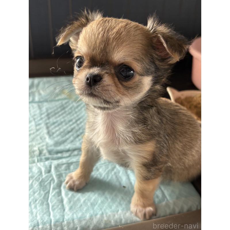 販売中の大阪府のチワワ(ロングコート)-427755の2枚目