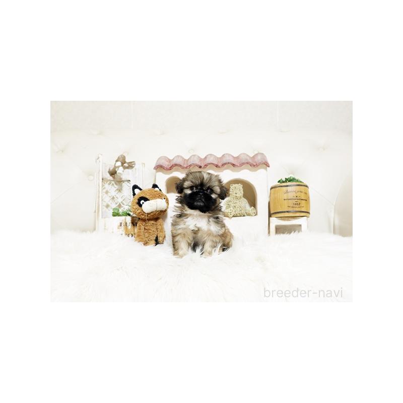 販売中の佐賀県のミックス犬-427757の5枚目