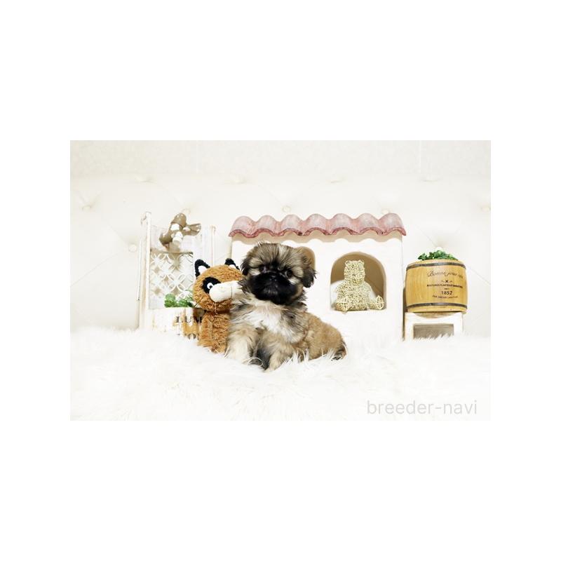 販売中の佐賀県のミックス犬-427757の4枚目