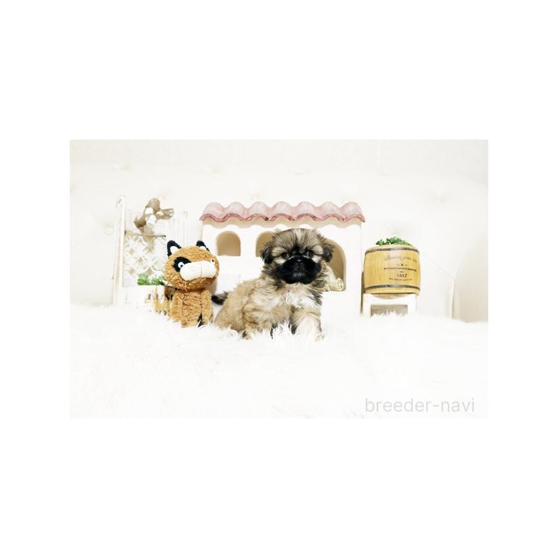 販売中の佐賀県のミックス犬-427757の3枚目