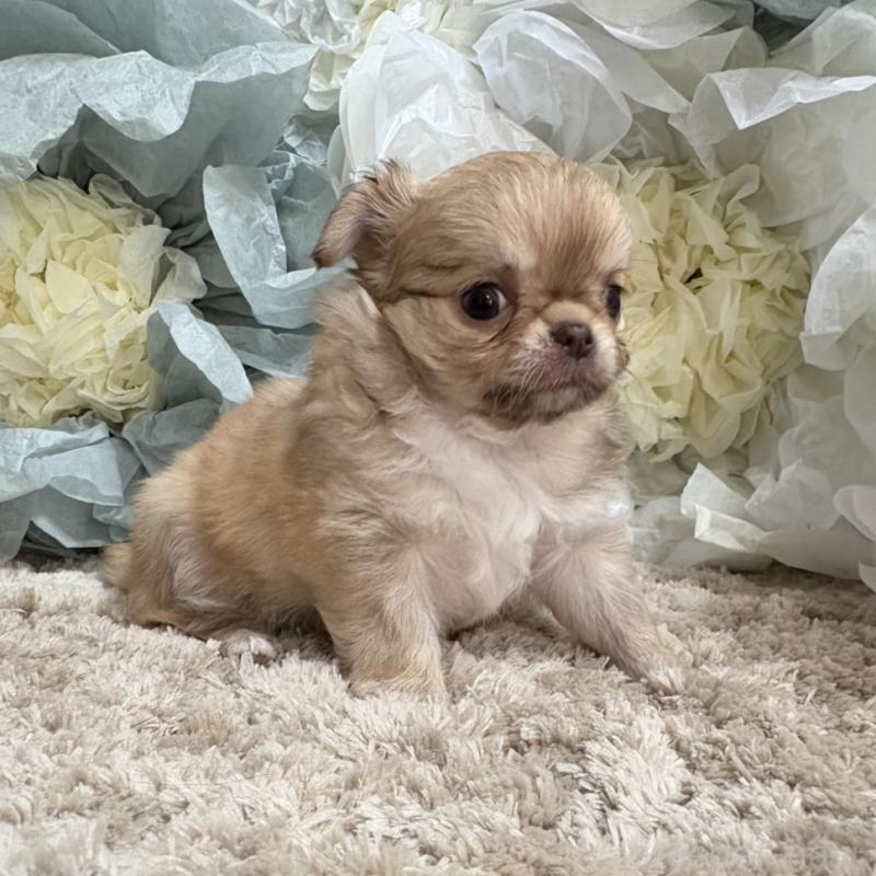 販売中の大阪府のチワワ(ロングコート)-427758の10枚目