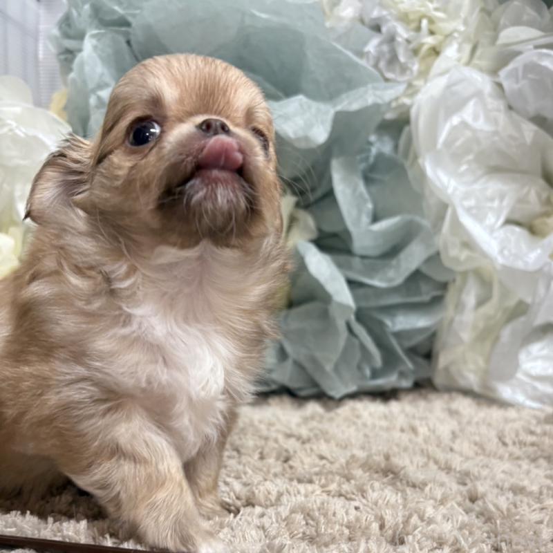 販売中の大阪府のチワワ(ロングコート)-427758の8枚目