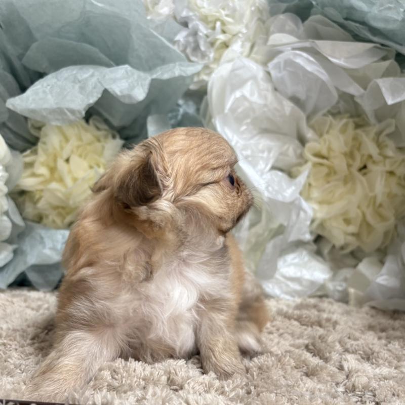 販売中の大阪府のチワワ(ロングコート)-427758の7枚目