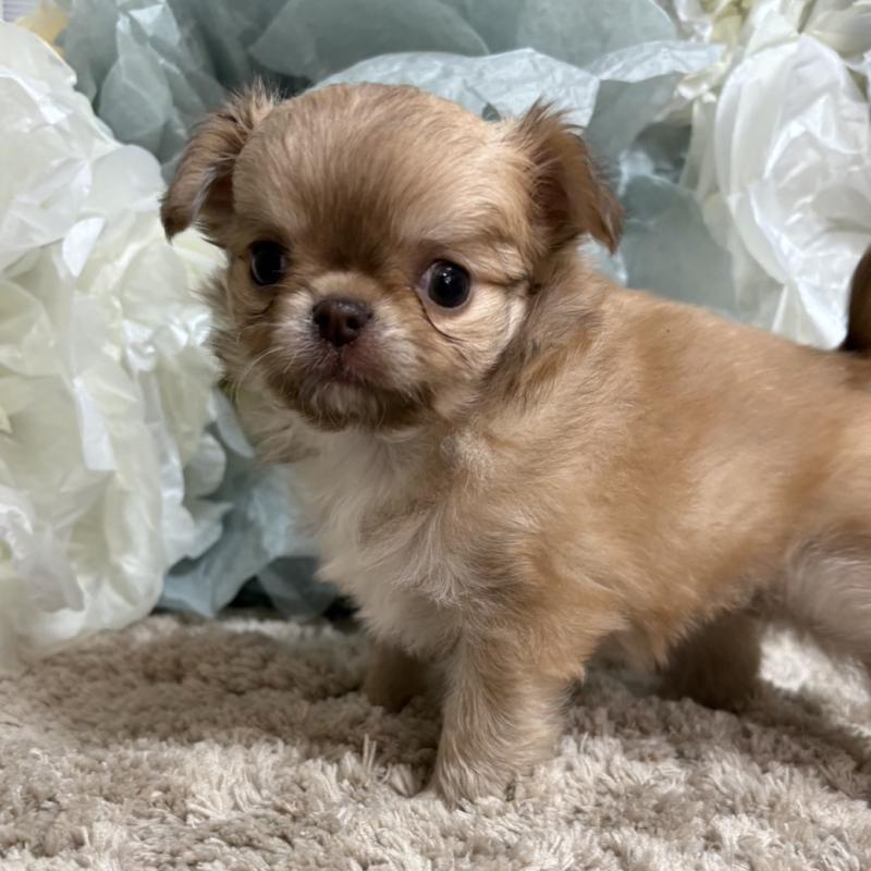 販売中の大阪府のチワワ(ロングコート)-427758の1枚目