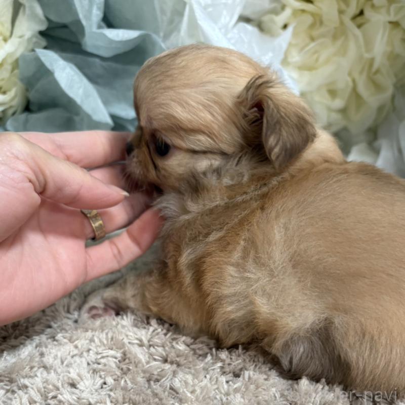 販売中の大阪府のチワワ(ロングコート)-427758の2枚目