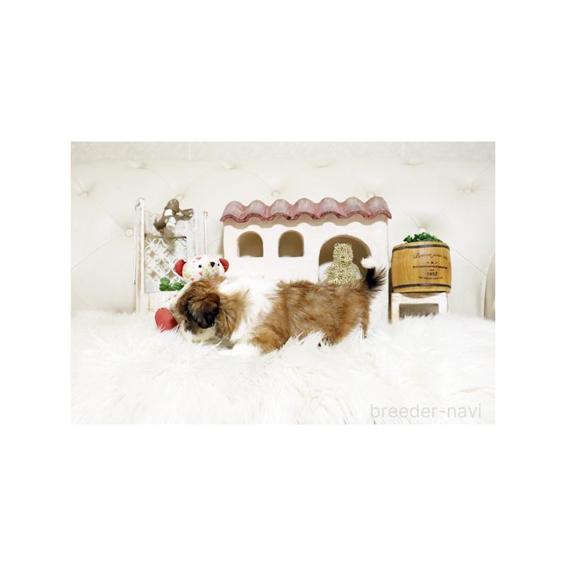 販売中の佐賀県のミックス犬-427759の3枚目