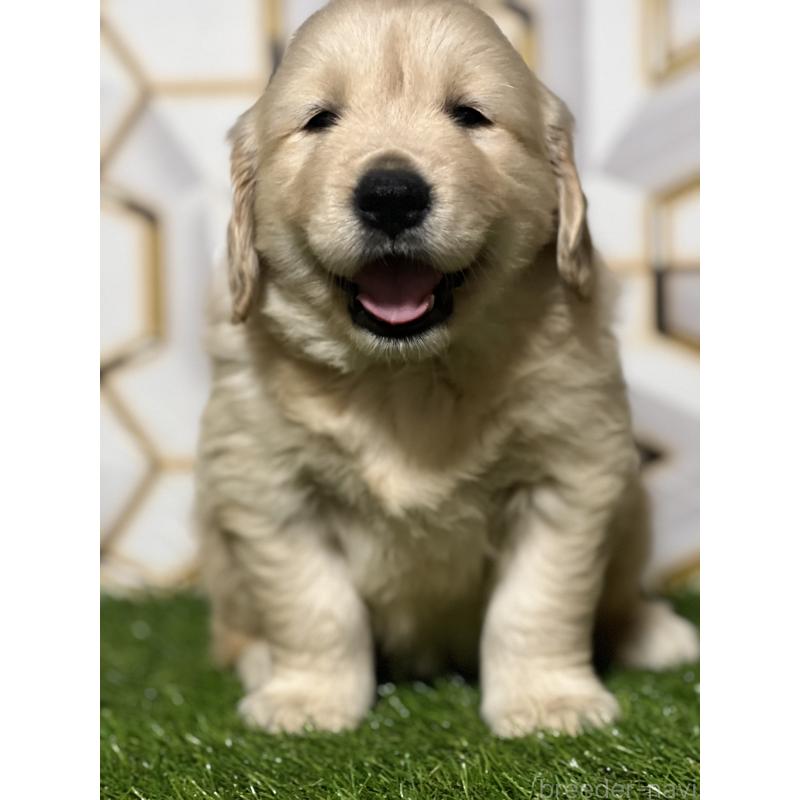 販売中の静岡県のゴールデンレトリーバー-426433