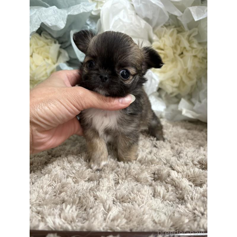 販売中の大阪府のチワワ(ロングコート)-427760の9枚目