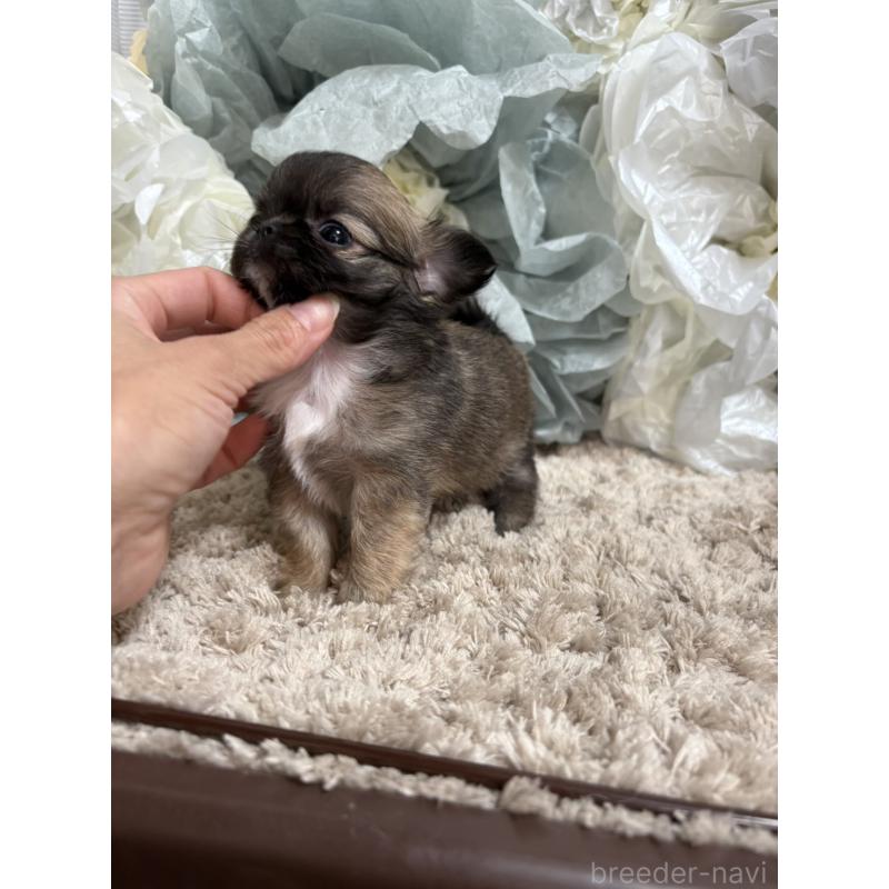 販売中の大阪府のチワワ(ロングコート)-427760の7枚目