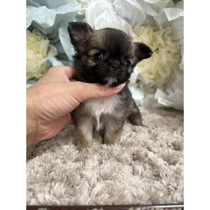 販売中の大阪府のチワワ(ロングコート)-427760の4枚目