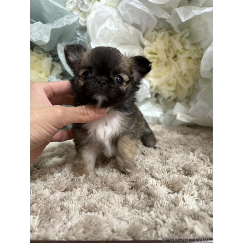 販売中の大阪府のチワワ(ロングコート)-427760の3枚目