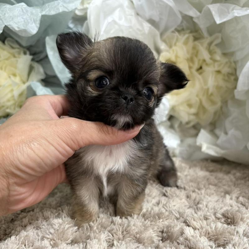 販売中の大阪府のチワワ(ロングコート)-427760