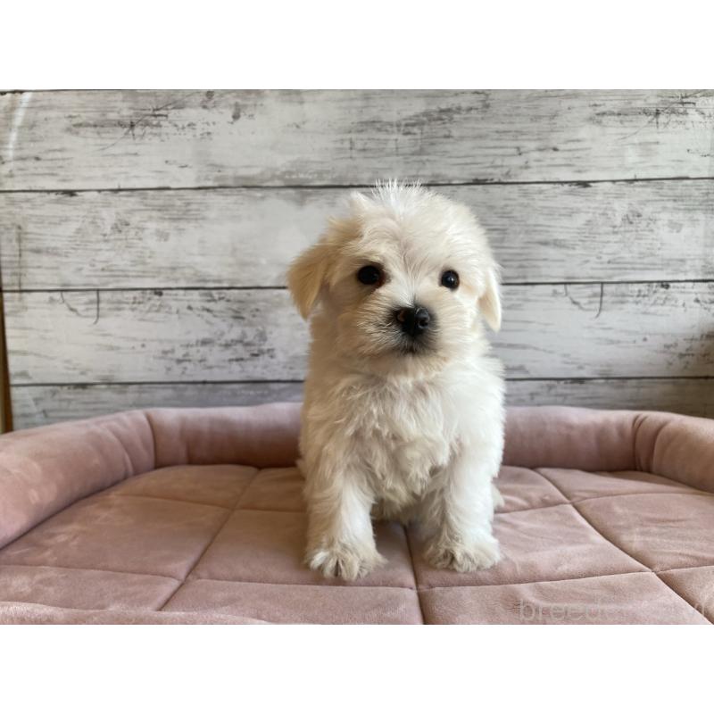 販売中の北海道のマルシュナ:マルチーズ×ミニチュアシュナウザー-427761の6枚目