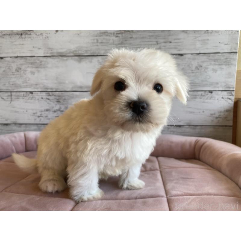 販売中の北海道のマルシュナ:マルチーズ×ミニチュアシュナウザー-427761の5枚目