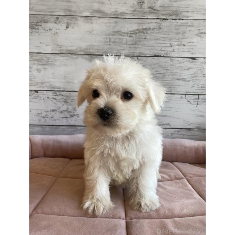 販売中の北海道のマルシュナ:マルチーズ×ミニチュアシュナウザー-427761の4枚目