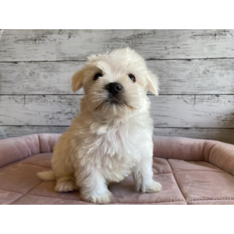 販売中の北海道のマルシュナ:マルチーズ×ミニチュアシュナウザー-427761の3枚目