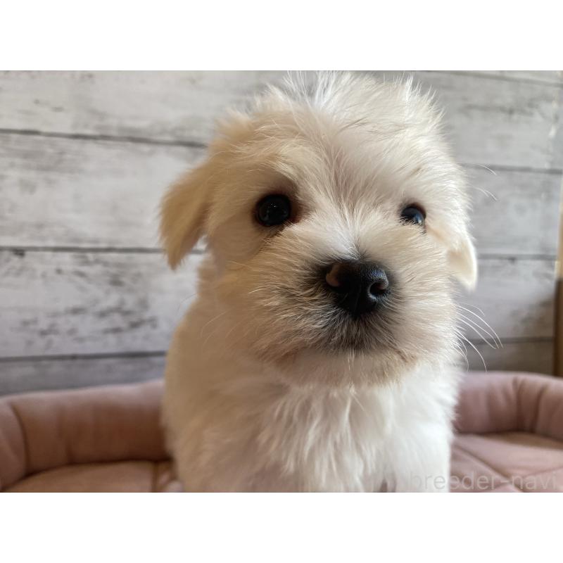 販売中の北海道のマルシュナ:マルチーズ×ミニチュアシュナウザー-427761の2枚目