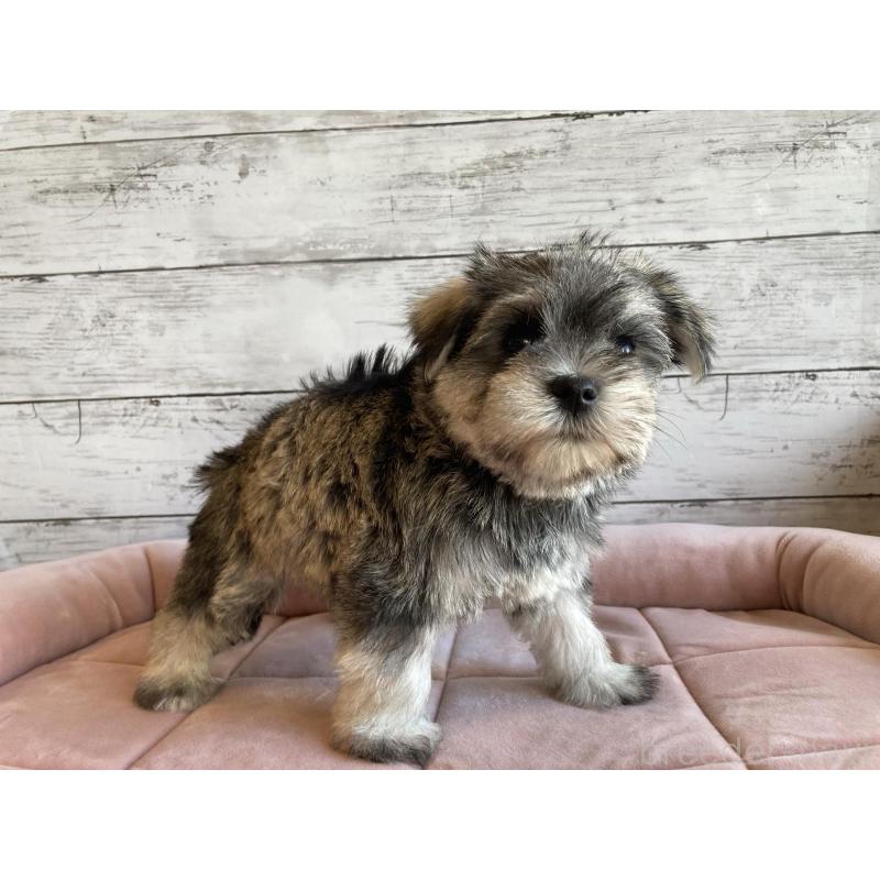 販売中の北海道のマルシュナ:マルチーズ×ミニチュアシュナウザー-427762の6枚目